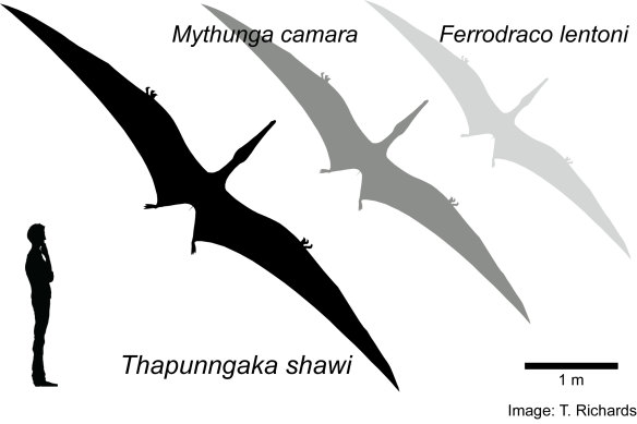 Pteranodon Dinosaur Definitive Sculptures In Australia