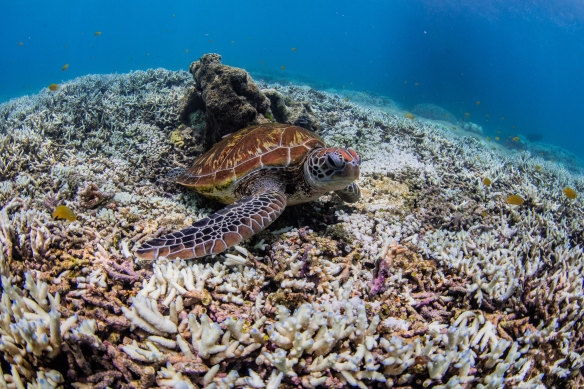 Coral bleaching on the southern Great Barrier Reef this month.