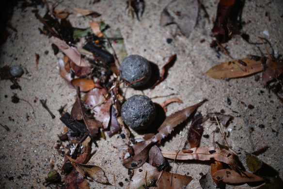 Mysterious black balls have washed ashore at Coogee Beach, prompting closure of the beach.