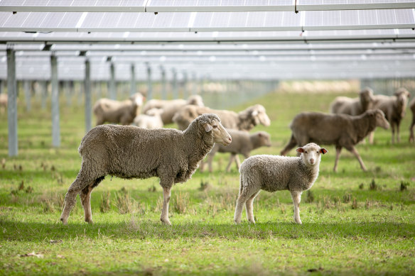 Sheep under solar panels at Gayle Lee’s farm in Glenrowan, Victoria.