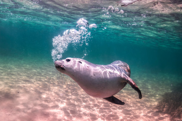 The Australian sea lions off WA’s coast can be dangerous.