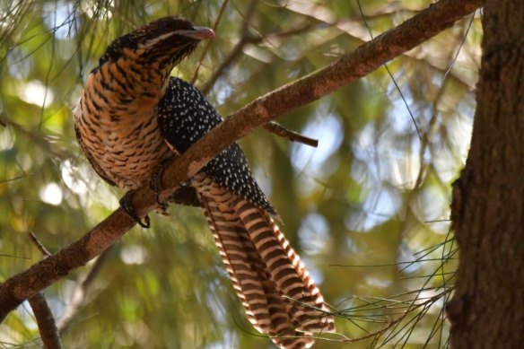 A female adult eastern koel in a glade along the Cooks River.