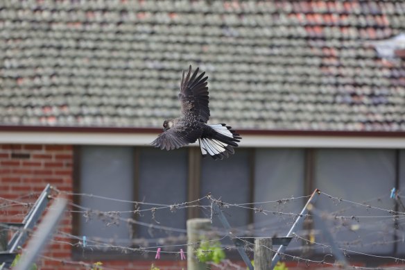 Black cockatoos photographed foraging in Caversham recently.  