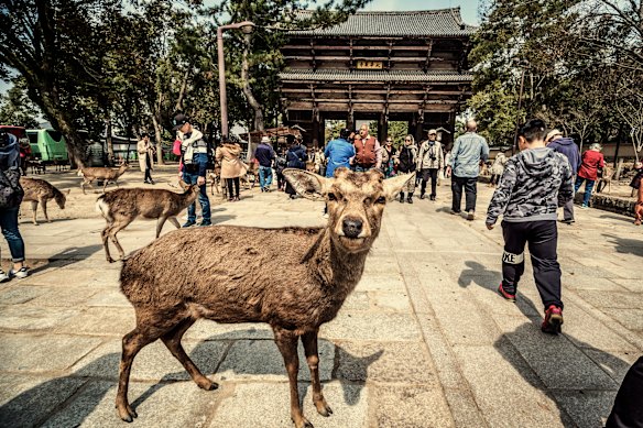 Sika deer, which have roamed the tranquil grounds of Todaiji Buddhist Temple in Nara for more than 1000 years, must now contend with crowds of tourists.  