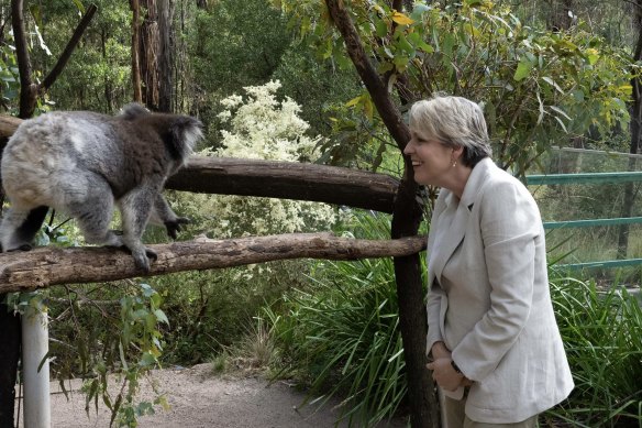 Environment Minister Tanya Plibersek with a koala, earlier this month. 