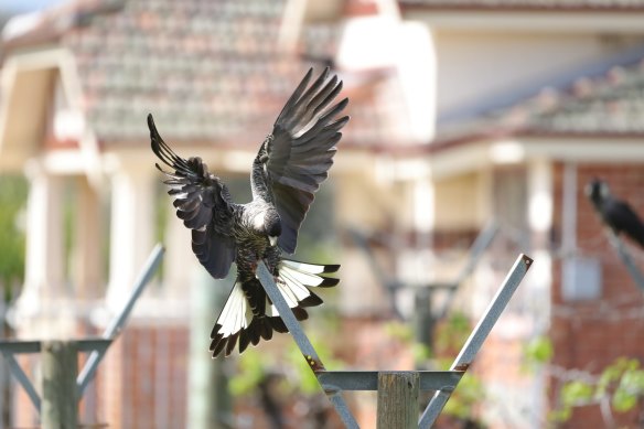 Black cockatoos photographed foraging in Caversham recently.  