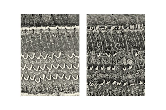 Hair cells in the inner ear are undamaged, left, and damaged, right. 