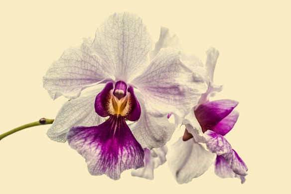 Singapore’s national flower, the Vanda Miss Joaquim, is named for the woman who bred it from the Vanda genus of orchids in 1893, Agnes Joaquim.