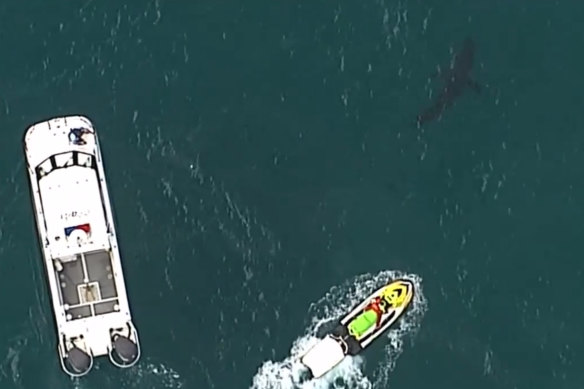 Boats followed the shark after the attack.