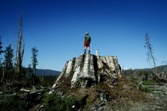 In this 2003 photo Greenpeace activist Bert Lawatsch stands apon a stump of a eucalyptus Regnans, part of a coup felled in the Styx Valley.