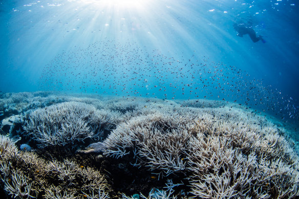 Up to 100 per cent of some reefs have bleached on the southern Great Barrier Reef. 