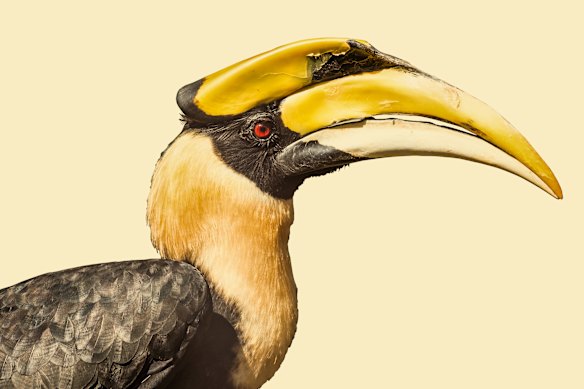 An oriental pied hornbill. 