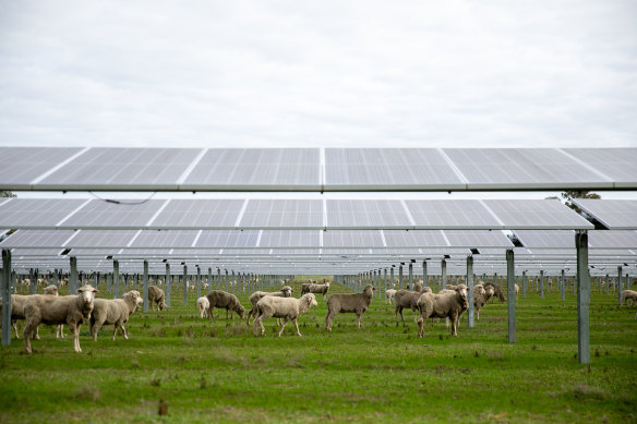 Solar panels need to be spaced appropriately to enable sheep grazing underneath.