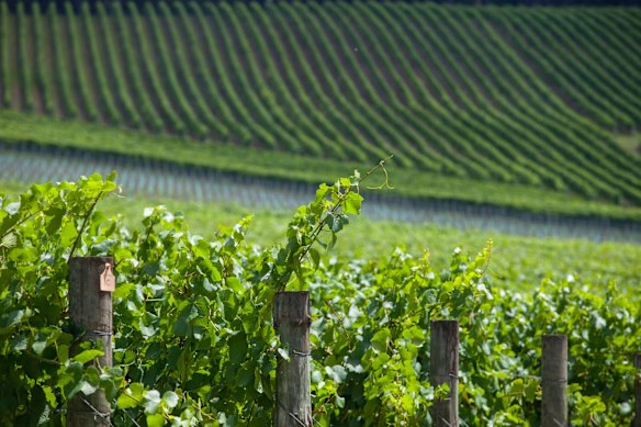 Giant Steps, Yarra Valley, Vic.