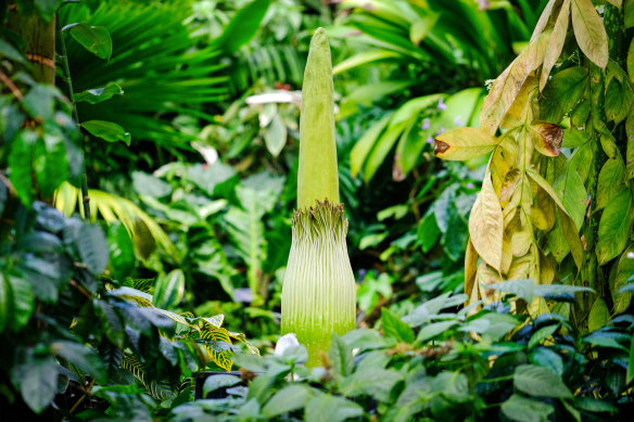 The stinky giant titan arum in the Princess of Wales Conservatory.