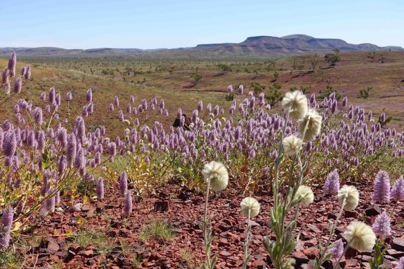 Yindjibarndi country in Western Australia.