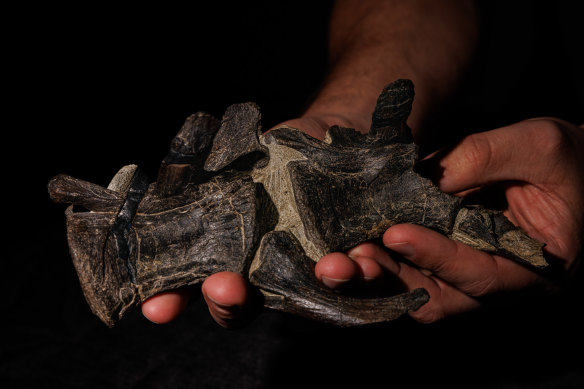 A fossilised vertebrae from a megaraptor.