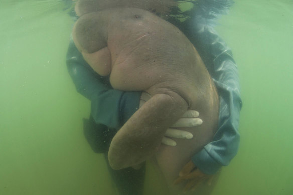 Marium, a baby dugong found near Ko Libong in Thailand in May 2019. Biologists said the 8-month-old had ingested plastic waste. 