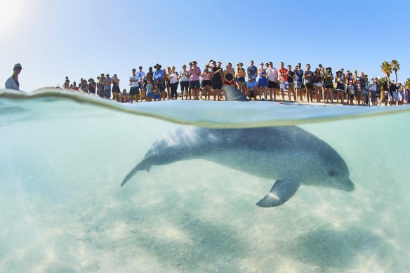 Tourists line up to see the bottlenose pod that visits Monkey Mia in Shark Bay.