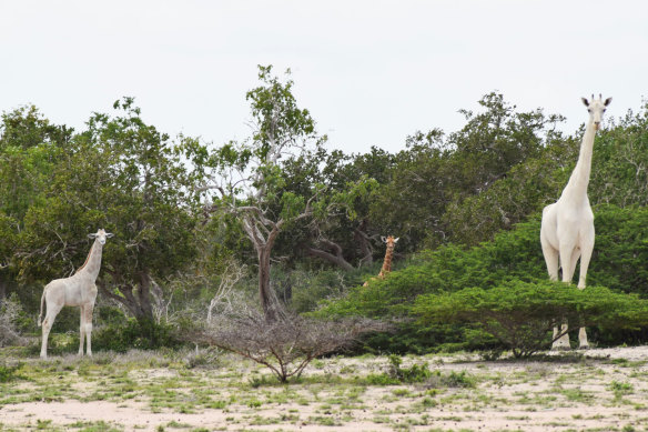 The rare white giraffe and one of her calves in Kenya. 