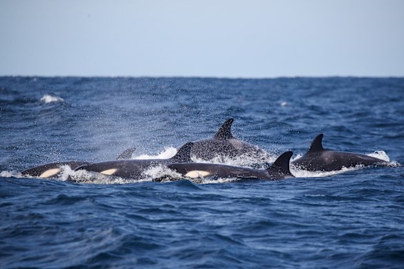 Orcas off Sydney’s northern beaches. A group of 15 orcas is believed to be responsible for ramming small boats in Spain.