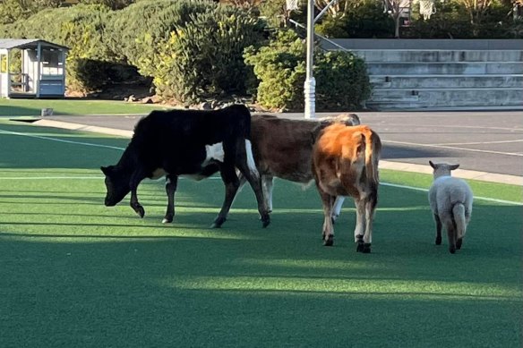 The animals tried to graze on the school basketball court.  