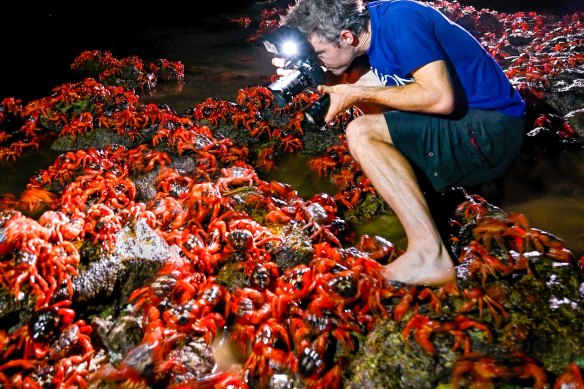There are millions of red crabs on the island.
