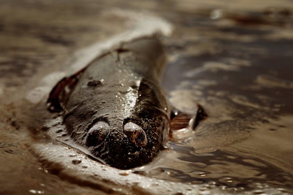 The effects of the algal bloom: a dead flathead on an Adelaide beach.