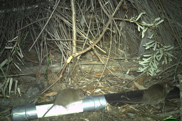 The mammal agile antechinus photographed at the rehabilitated Aireys Inlet property. 
