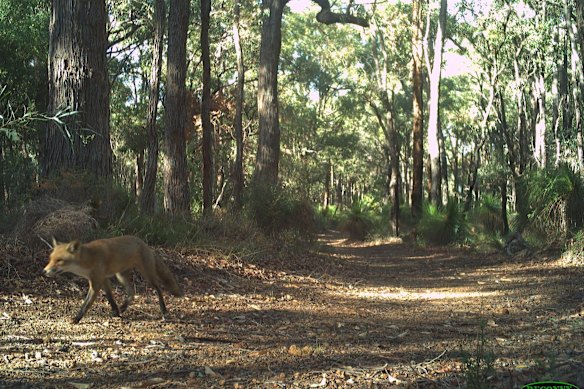 A fox captured on trail camera on a five-acre property near Mundaring.