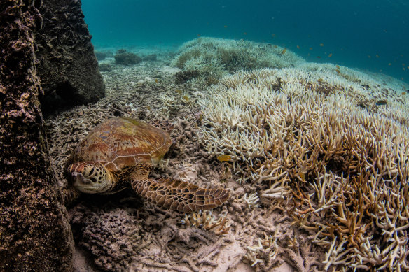 Coral bleaching on the southern Great Barrier Reef.