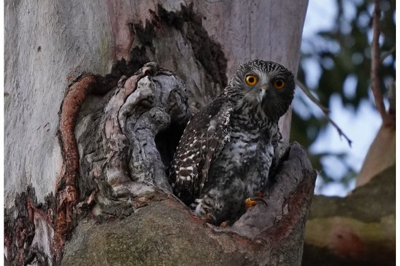 A female powerful owl emerges from its nest at sunset. 
