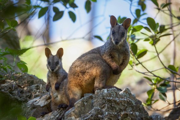 Brush-tailed rock wallabies.