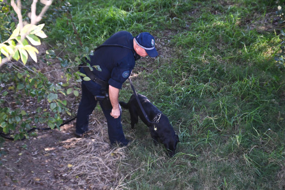 A police dog searches the Cooks River in Earlwood after a placenta was found on its banks in Sydney.