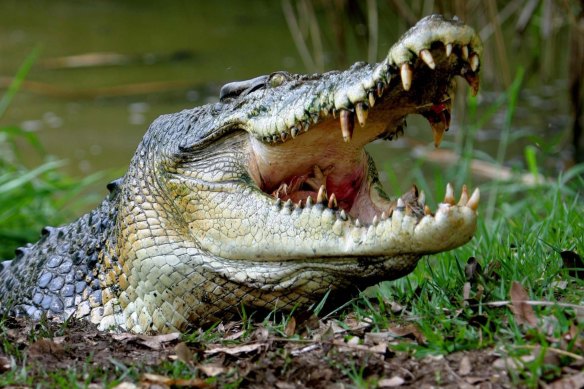 Crocodiles now have teeth designed to rip and tear.
