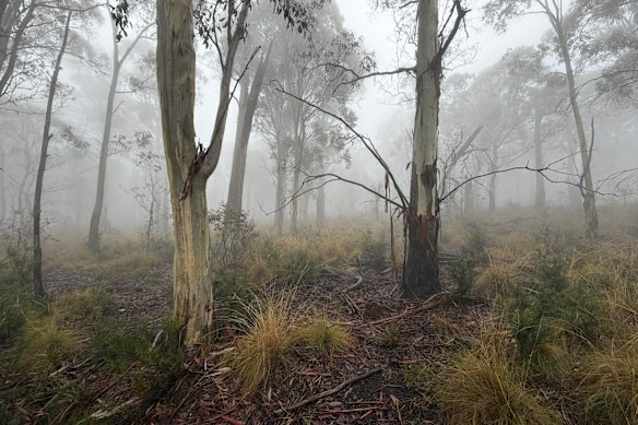 The species was thought to have been wiped out in 2019-20 when its habitat was hit by bushfires.