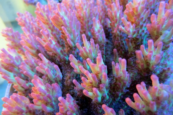 Questions persist about the viability of the live corals trade.