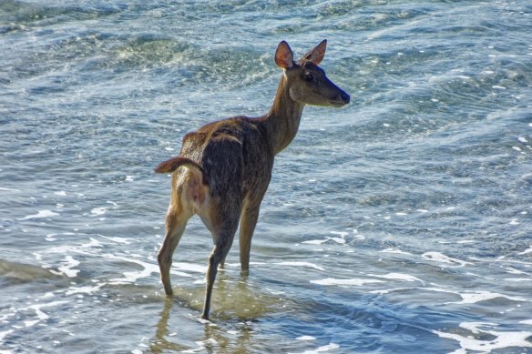 A deer spotted on Moreton Island. 