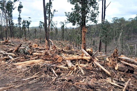 The “storm recovery” operation restarted in October and is to run through to June next year.