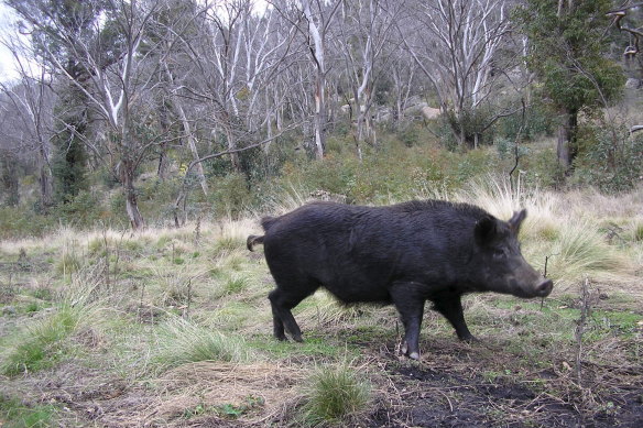 An Australian feral pig.