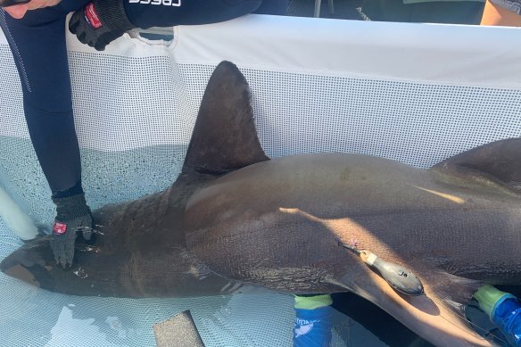 The grey nurse shark fitted with the satellite tag.