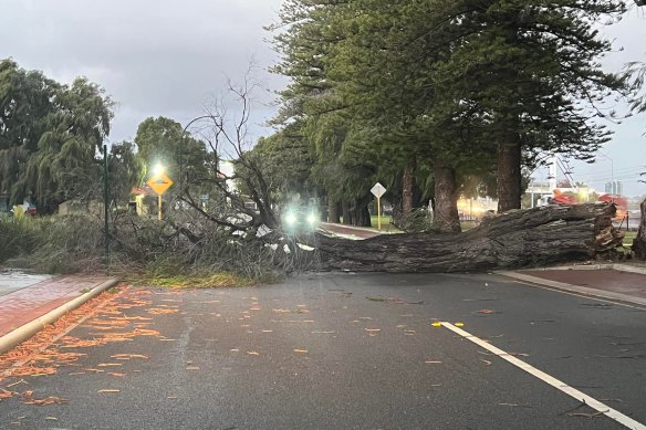 Melville Parade in Como was blocked off on Tuesday morning, after strong winds pushed a tree over onto the road. 