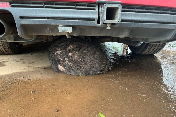 A wombat takes shelter under a car near Glenburn on Thursday afternoon after the Yea River burst its banks.
