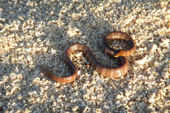 The dusky sea snake. 