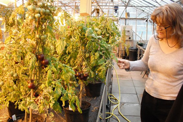 Tomato developer Cathie Martin at her laboratory at John Innes Centre in 2010.