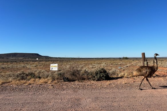 An emu on the highway, soon after Port Augusta.