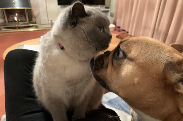 Allison Cranwell and David Weight’s pets: Misty, the four-year-old British Shorthair colourpoint, and Molly, a four-year-old French bulldog and old tyme bulldog-cross.
