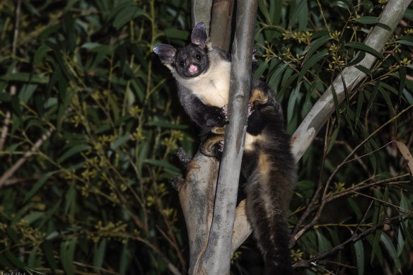 A yellow-bellied glider at Callala Bay, which are listed as vulnerable.