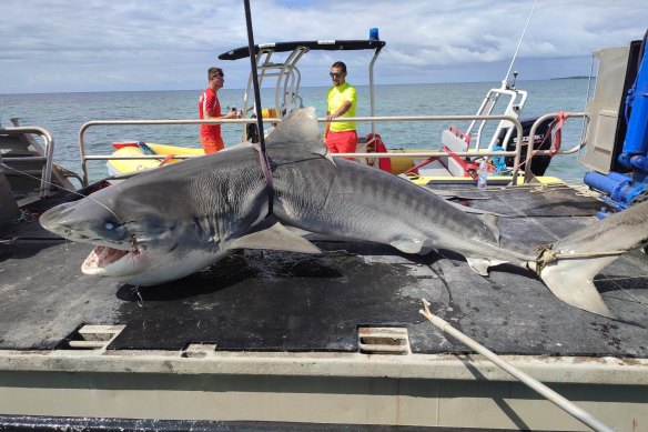 The tiger shark that authorities believe may have killed Chris Davis in New Caledonia. 