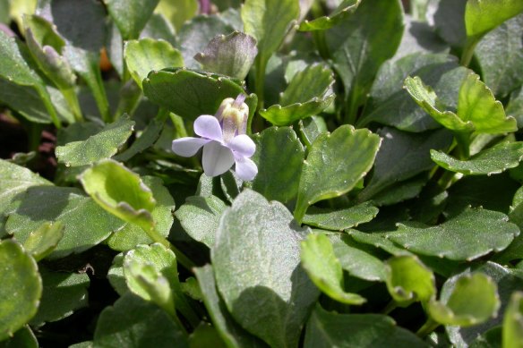 A dwarf violet has seeds smaller than that of a poppy.